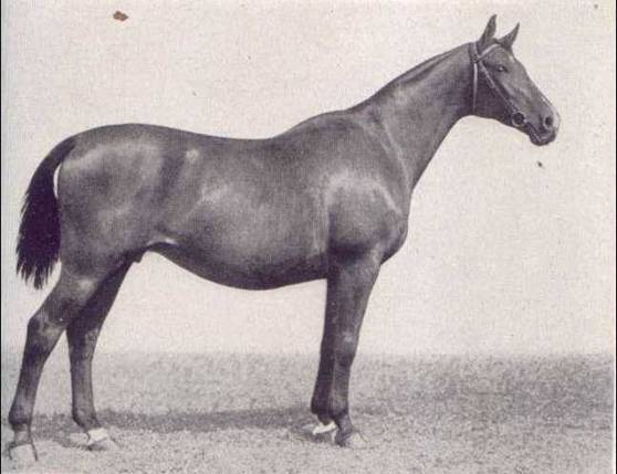 Horse of East Prussia.