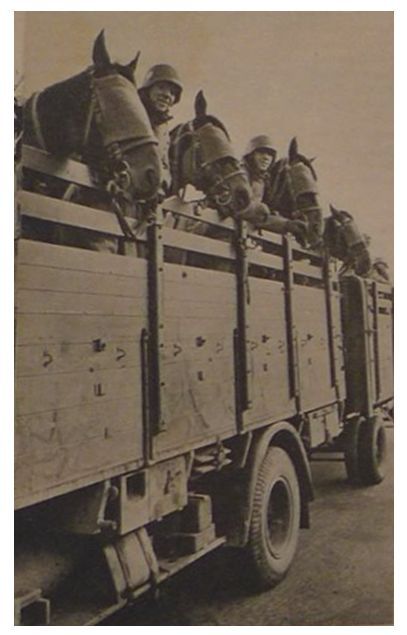 To shorten the times, the cavalry has loaded their horses into trucks and marched through Denmark in the direction of the north coast. To avoid any incident the animals have their eyes covered .....................................................