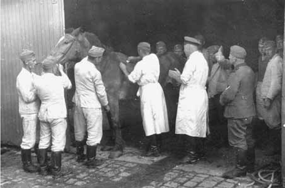 A wounded horse being treated - Armeepferdelazarett 572 (Army Group A) Evigny Jun 1940.