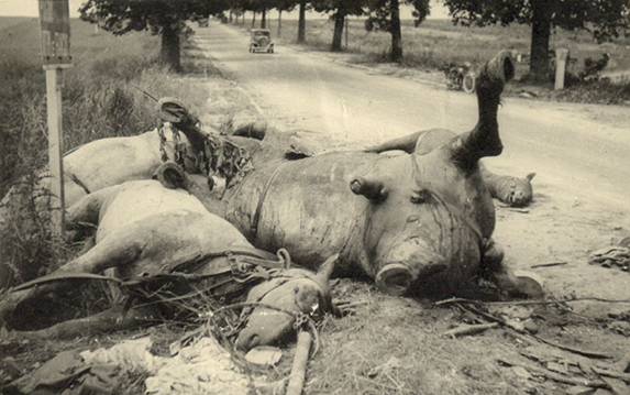 Dead horses along the road - France 1940.